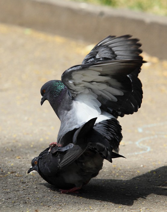 sized_IMG_9166.JPG