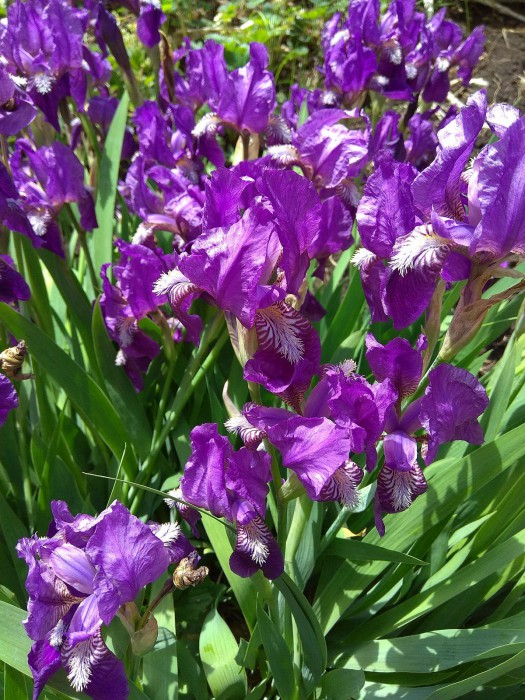 IMG_20180603_102448.jpg