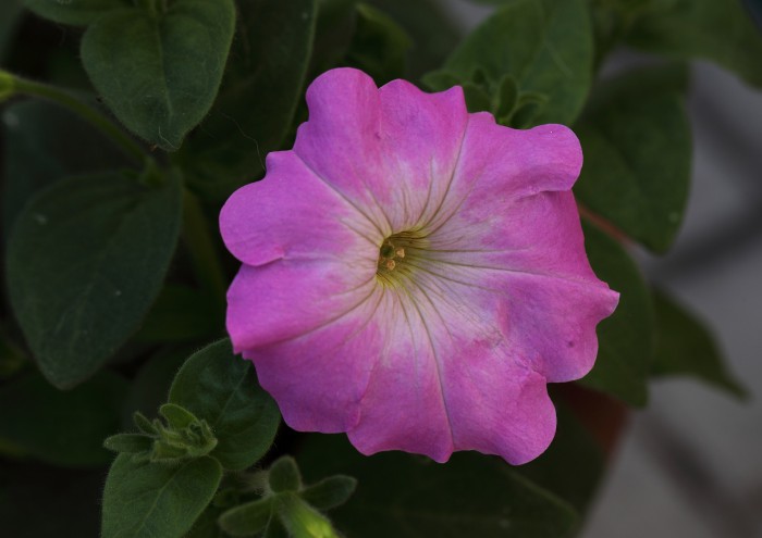 sized_DPP_0636.JPG