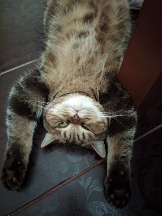 MyCat.jpg