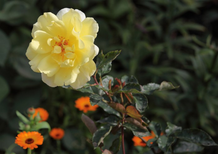 sized_DPP_0801.JPG