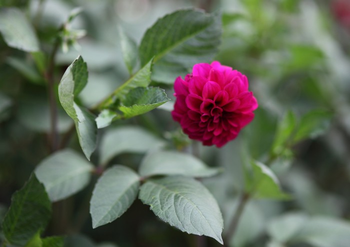sized_DPP_0803.JPG