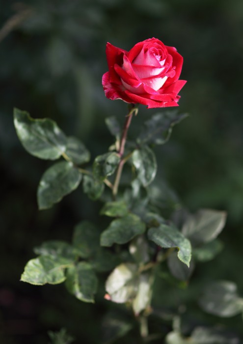 sized_DPP_0804.JPG