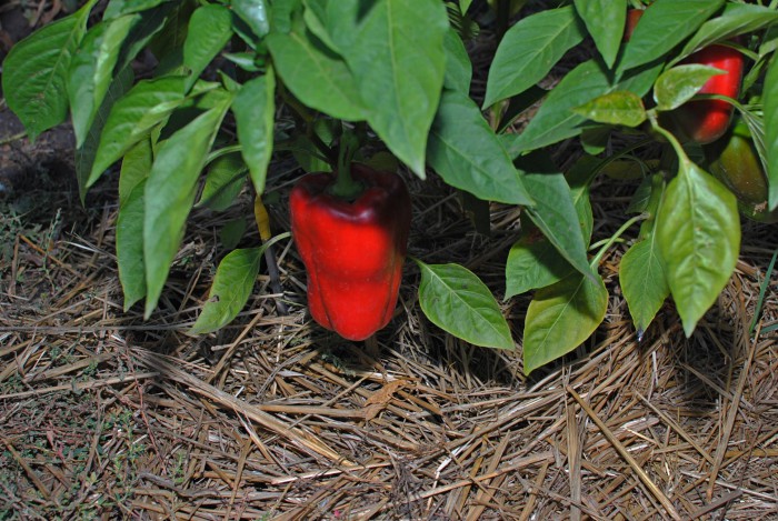 DSC_1274.JPG