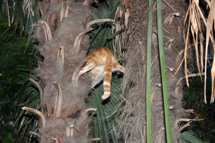 CSC_0043.JPG