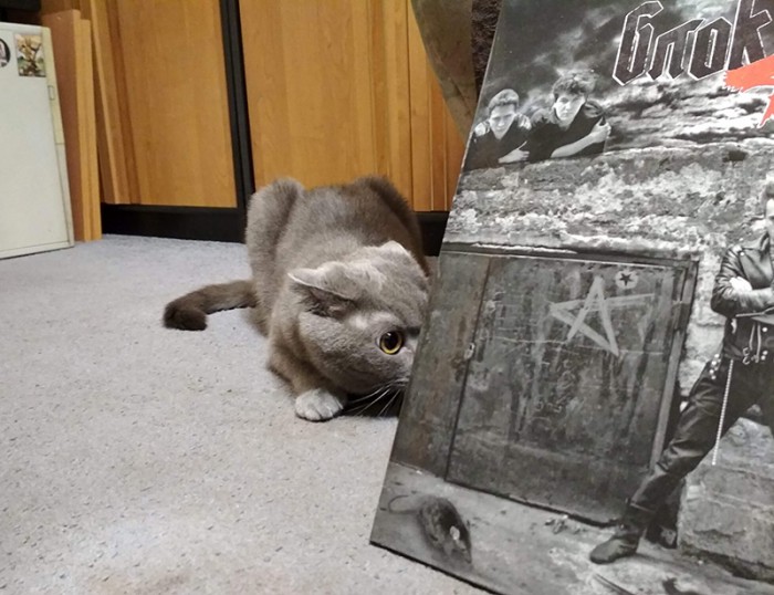 the_cat_2018-11-10.jpg