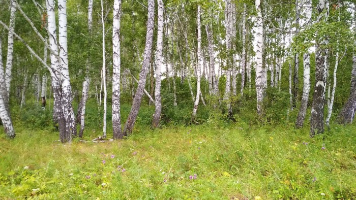 IMG_20190810_190244.jpg