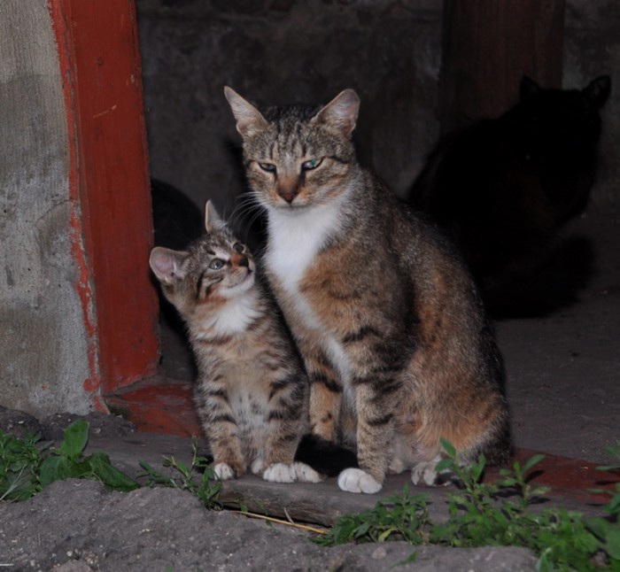 DSC_2633_cr.jpg